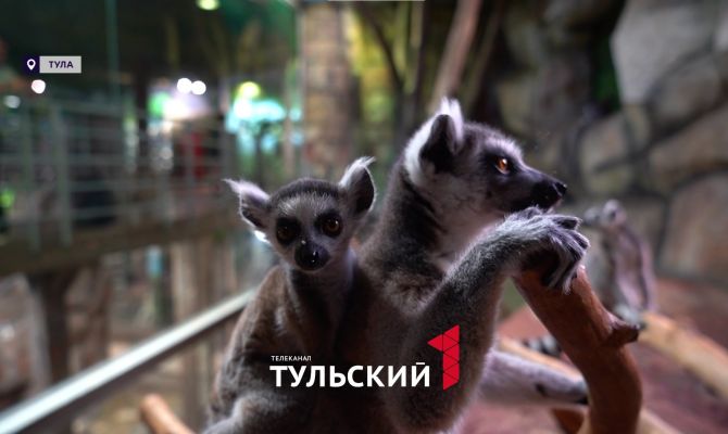 В тульском экзотариуме родился кошачий лемур: как устроены звериные ясли