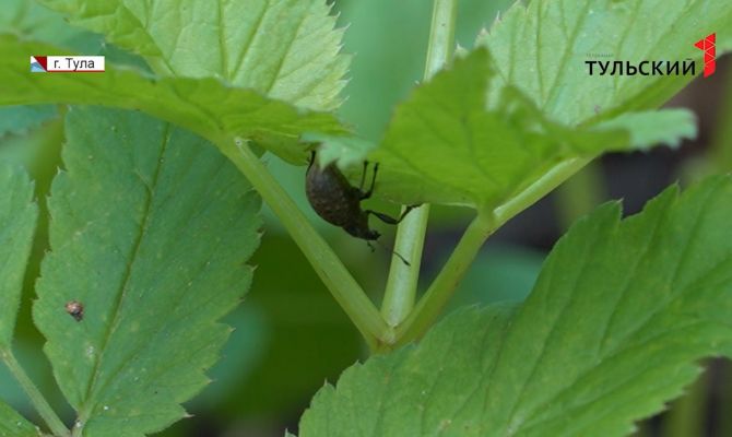 Зачем тулякам прививка от клещевого энцефалита и где ее можно сделать