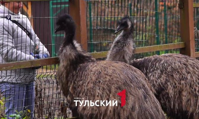 В парке Тулы провели чек-ап Эдику и Эльвире