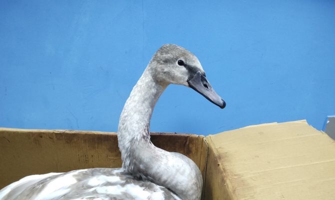 В Узловой после нападения собаки погиб лебедь