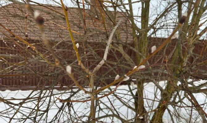 В тульском поселке Молодежный в конце декабря зацвела верба