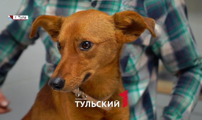 В Туле щенок пережил растерзание стаей собак и падение с 5 этажа