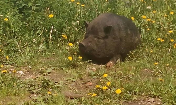 По Ясногорску гуляет "бесхозный" кабан