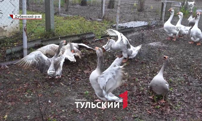В Тульской области разводят самых сильных боевых гусей в России