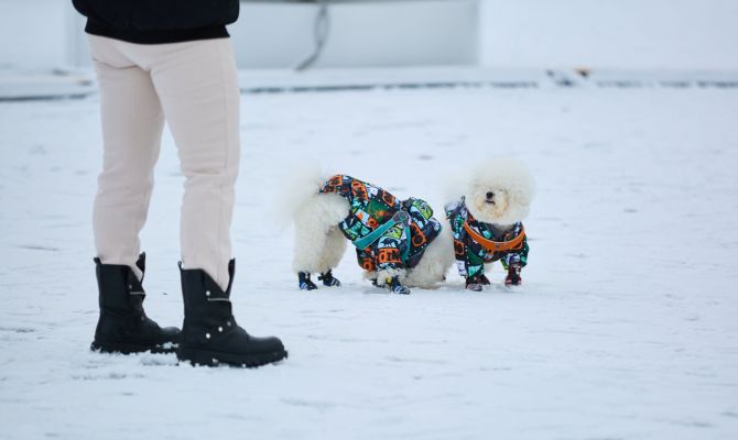 В Туле отменили приказ о субсидии «Континент+» за содержание собак