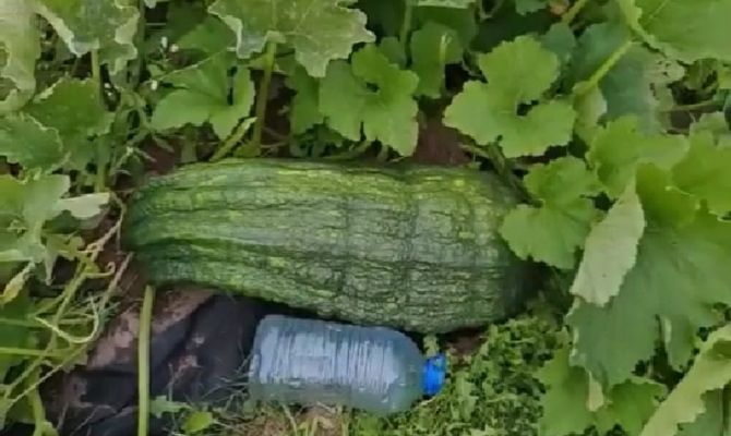Кабачок–гигант вырос на огороде в Заокском районе