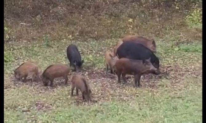 Дикие кабаны вышли на прогулку по дороге между Тулой и Щекино