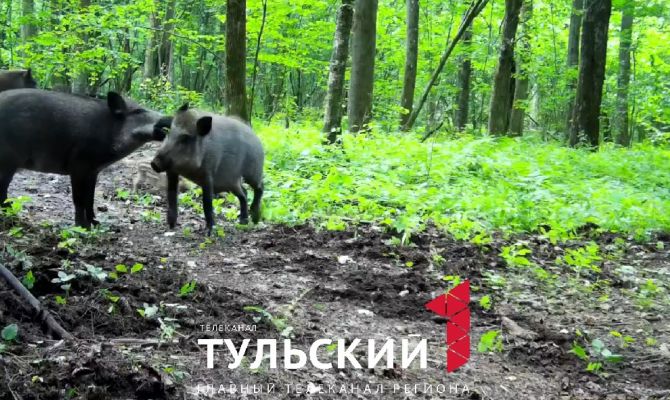 В Тульской области разрешили провести дополнительный отстрел кабанов