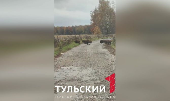 В Большой Туле заметили семью кабанов