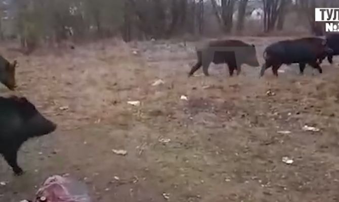 Стадо диких кабанов зашло в село в Одоевском районе