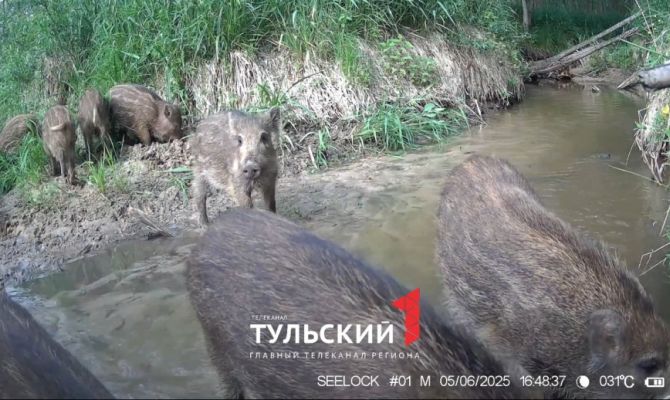На границе Тульской области заметили ораву кабанят