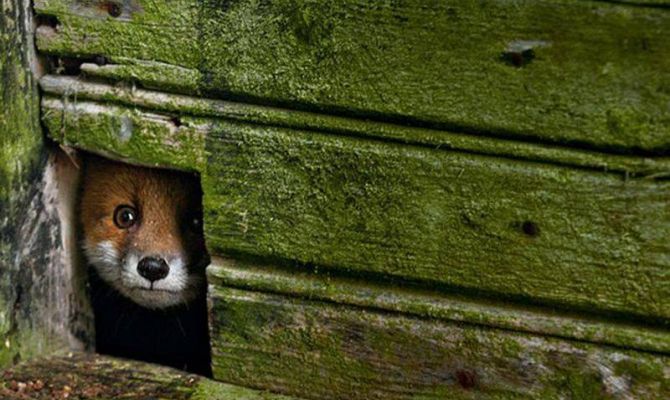 Туляков познакомят с Алисой Патрикеевной