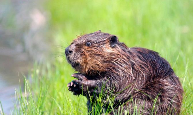 Как бобры помогают делать виски