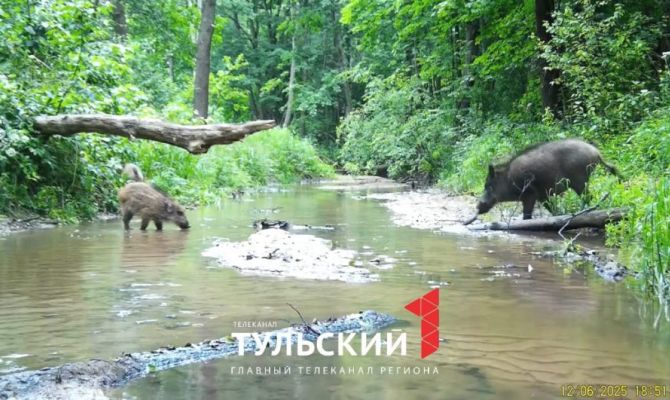 На водопое на границе Тульской области заметили кабанят, енотовидных собак и лося