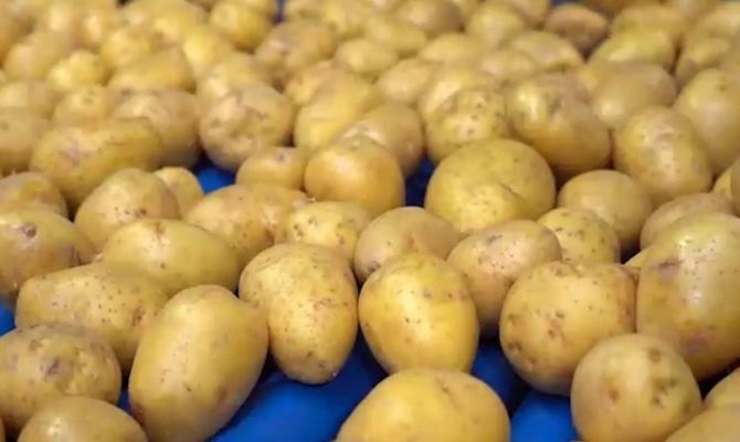 За год в Тульской области сбор картофеля увеличился на 17%