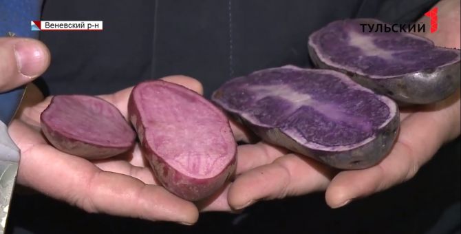 Уникальную секретную картошку вырастили в Тульской области