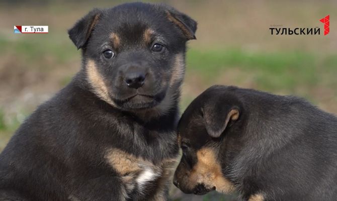 Пусть мама придет: в Туле ищут новый дом для пушистых подкидышей