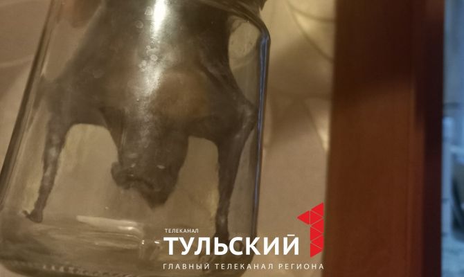 Жители Тульской области нашли дома летучую мышь