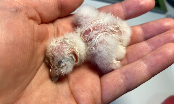 Спасенные с вырубленных в Новомосковске елей совята и воронята появились на свет