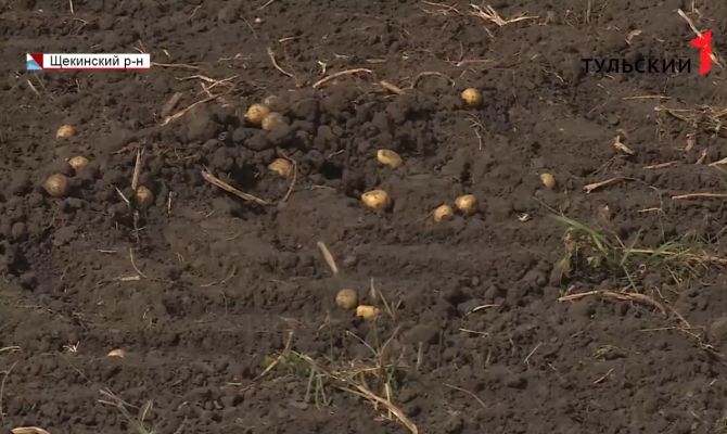В Киреевске двое мужчин украли с полей 160 килограммов картошки