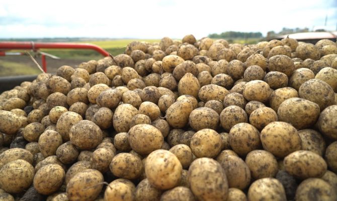 Как в Тульской области изменятся цены на картофель в 2022 году