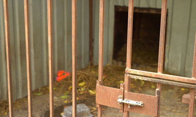 "Все было в крови": очевидцы рассказали подробности жестокого убийства собаки под Дубной