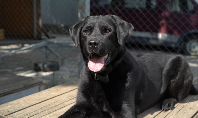 Тульский капитан полиции стал одним из лучших кинологов в России