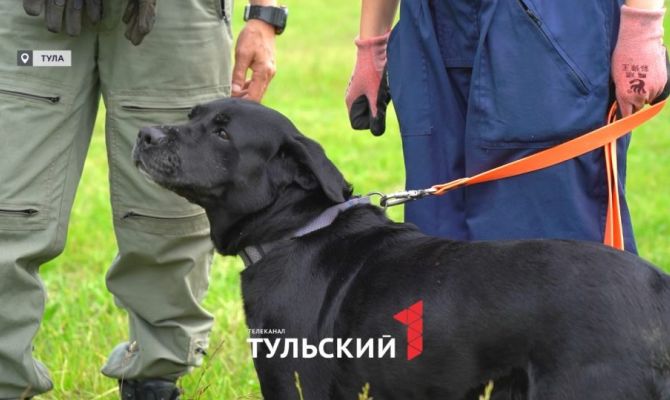 Под Тулой выбирают лучшую собаку-кинолога России