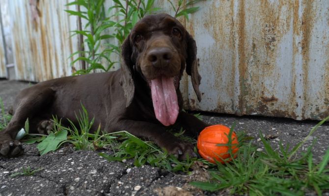 Кинолог рассказал, как помочь собаке пережить жару