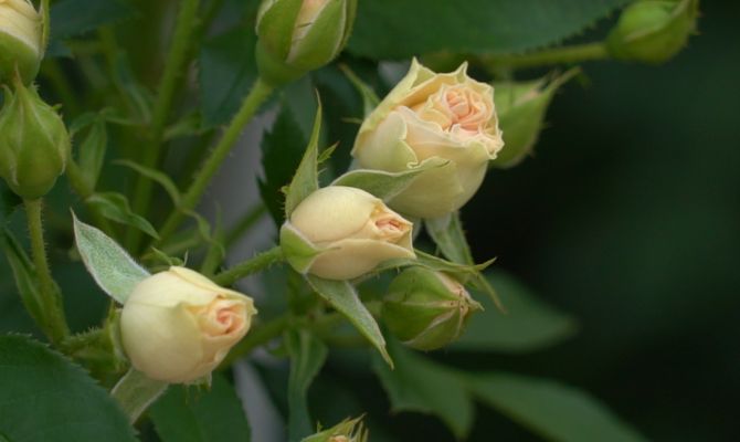 От Киреевска до Казани: тульская компания планирует «осыпать» розами всю Россию