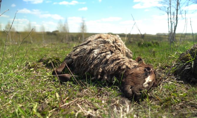 Кладбище домашних животных: тульский фермер устроил на своем участке скотомогильник и пропал
