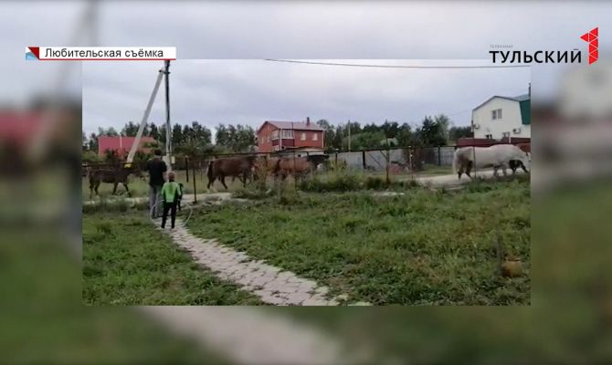 Под Тулой табун лошадей держит в страхе целое село