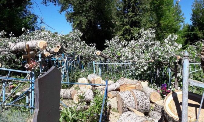 На кладбище в Тульской области спиленные деревья сваливают на могилы