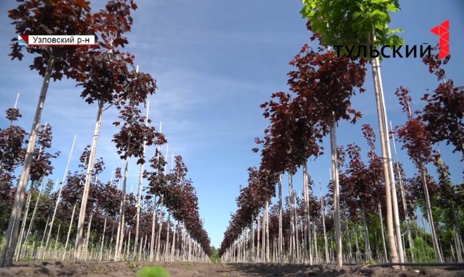 Испанские липы и английские клены: в питомнике под Узловой вырастили уникальные сорта деревьев