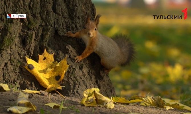 Желтые листья и черные пятна: что случилось с кленами в Центральном парке Тулы