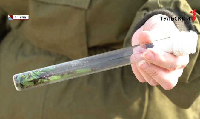 За неделю в Тульской области клещи покусали 183 человек