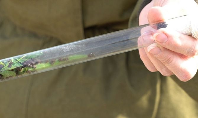 В Тульской области за неделю клещи покусали 161 человека