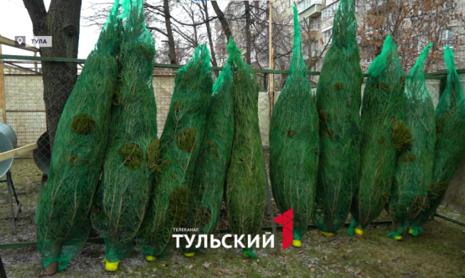 Лесники объяснили феномен елочных клещей в этом году