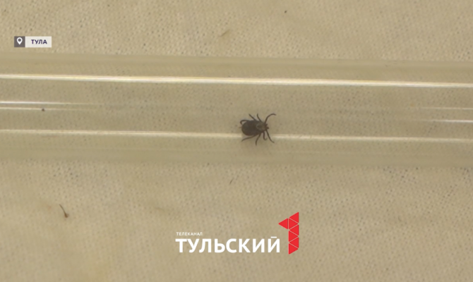 Сколько туляков пострадало от укусов клещей за неделю