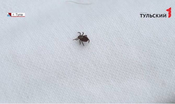 «Поливать маслом или поджечь»: Роспотребнадзор развеял популярные мифы о клещах