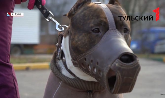 Когда в Тульской области заснут клещи