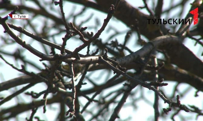 23 августа Россельхознадзор объявил карантин растений в Веневском районе Тульской области