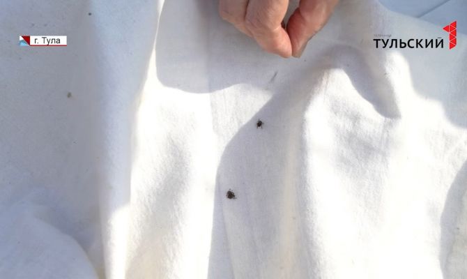 В Тульской области  зафиксирован первый случай нападения на человека клеща в этом сезоне