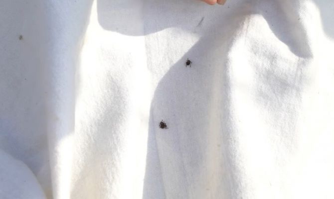 В Тульской области увеличилась зараженность клещей боррелиями