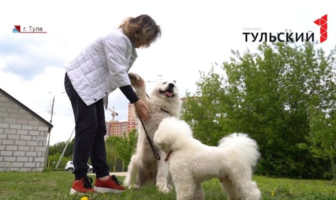 Ошейник, таблетки или спреи: как защитить собаку от клещей