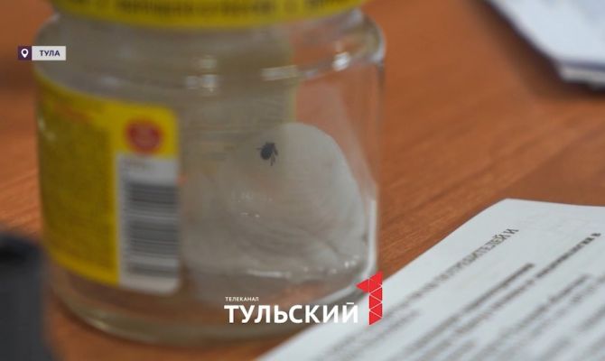 За неделю клещи стали кусать туляков почти в полтора раза чаще