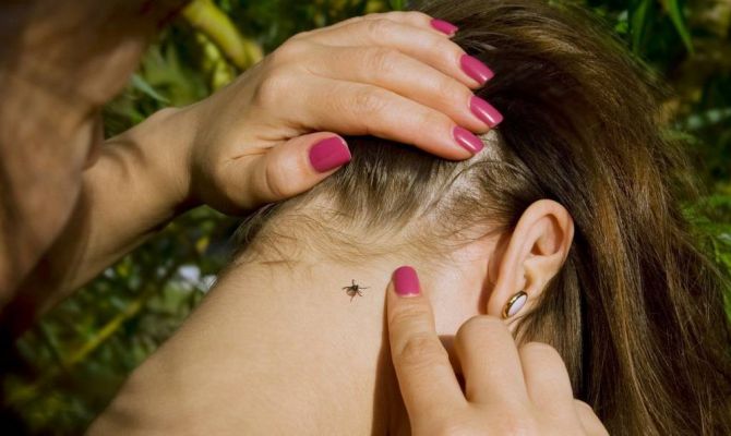 За неделю в Тульской области клещи покусали 96 человек