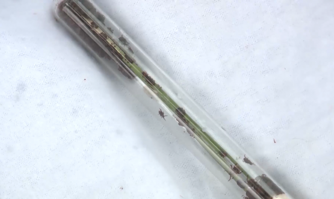 С начала года у 5 жителей Тульской области обнаружили болезнь Лайма