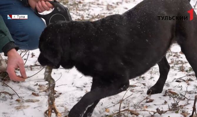 Роспотребнадзор предупредил туляков о начале сезона активности клещей