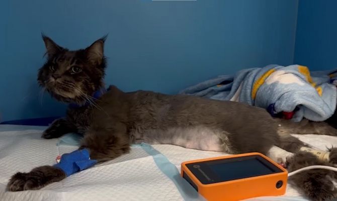 В Туле мейн-куна выбросили из окна многоэтажки